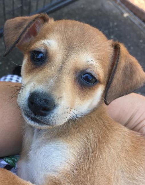 Puppy for adoption from Dogwood Animal Rescue Project