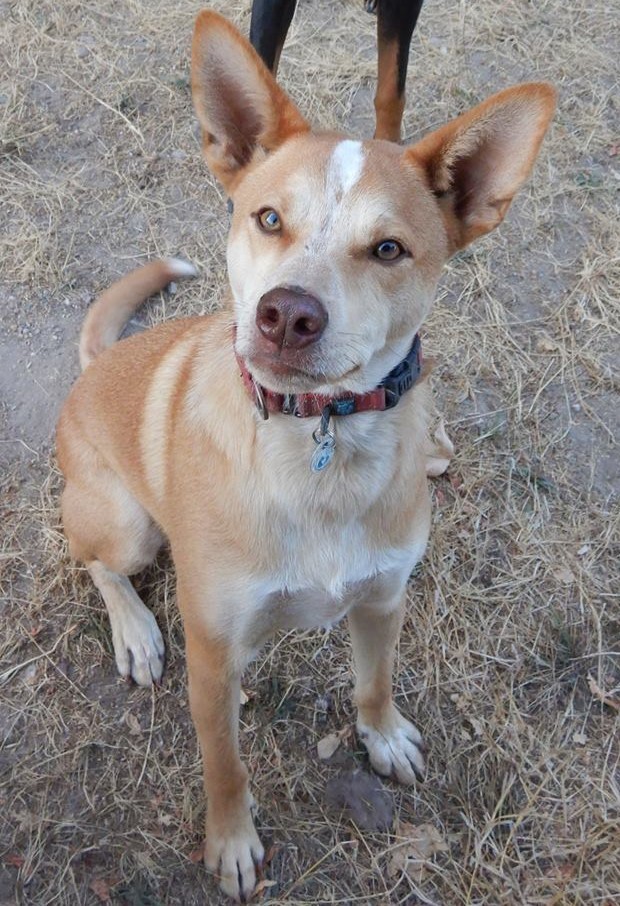 Adoptable dog from Dogwood Animal Rescue Project