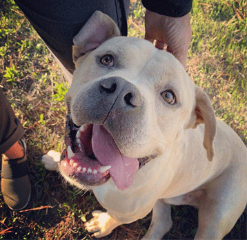 A dog for adoption from BADRAP, a pit bull rescue group located in Oakland CA and serving Alameda County and the greater Bay Area