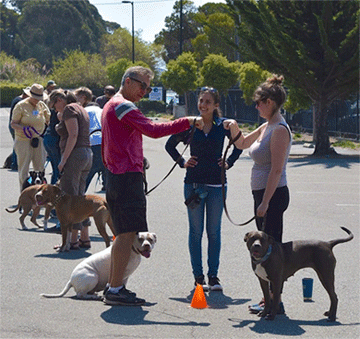 Dog training classes in Berkeley CA are held each weekend by BADRAP to help dogs and their owners connect and learn handling and manners.