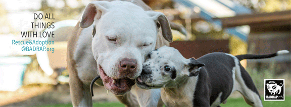 An adoptable dog and a puppy for adoption play at near the Rescue Barn of BADRAP in Oakland CA
